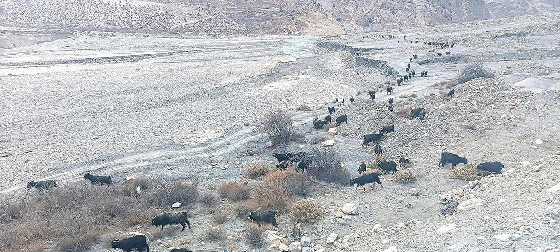 आजका तस्बिर- फागुन २७