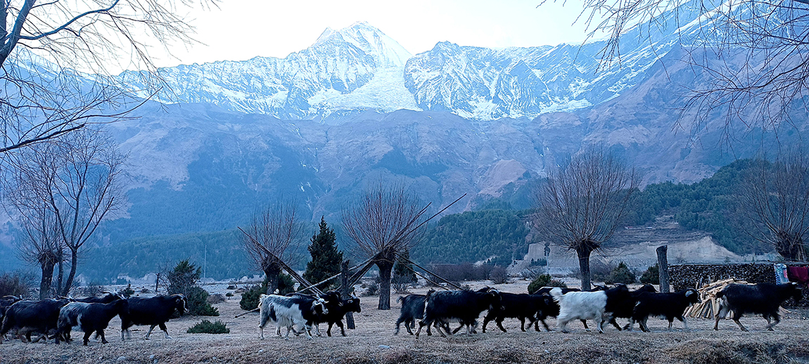 आजका तस्बिर- माघ ५