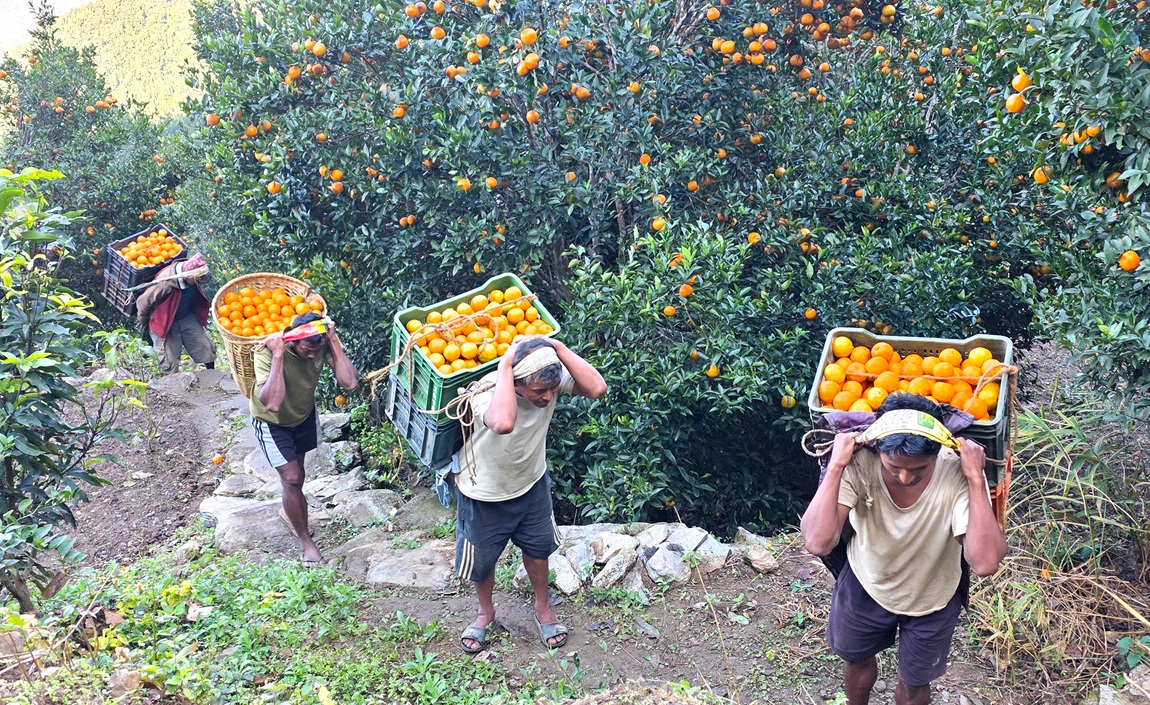 आजका तस्बिर- मंसिर २८
