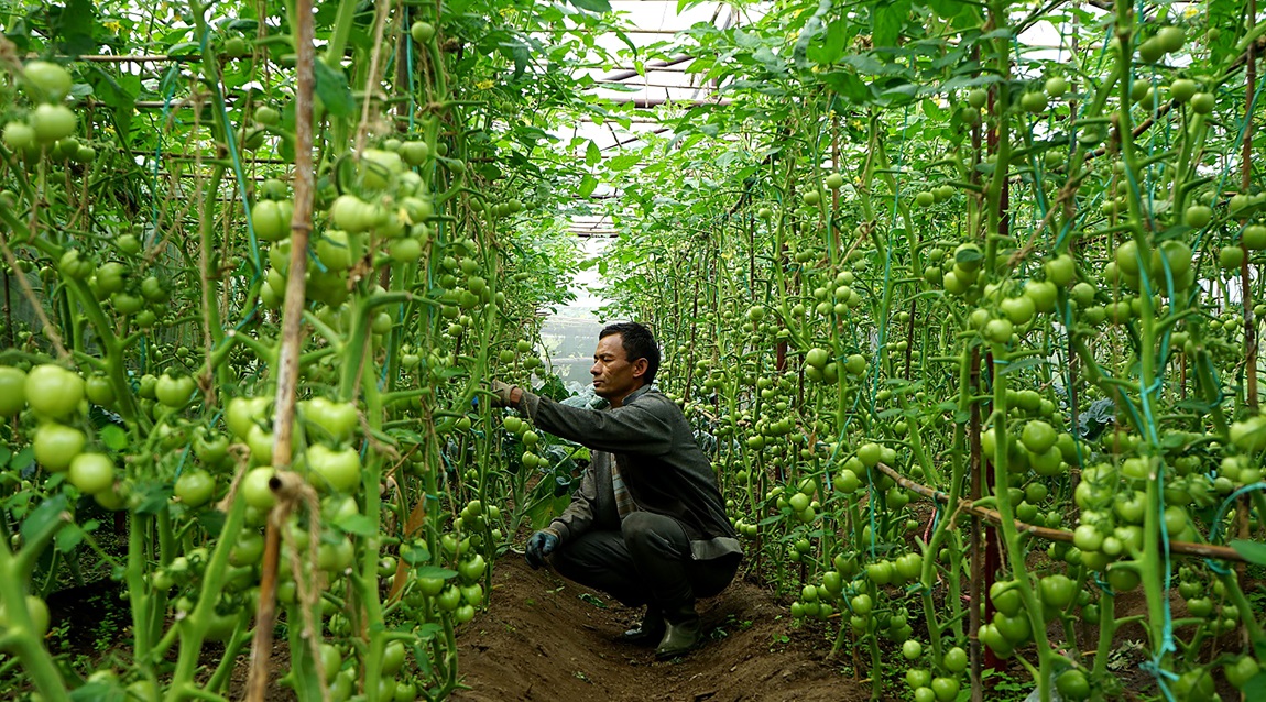 आजका तस्बिर- असार २०