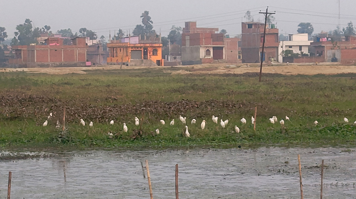 आजका तस्बिर- वैशाख ११