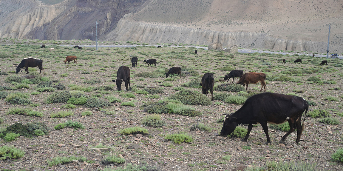 आजका तस्बिर- साउन २७
