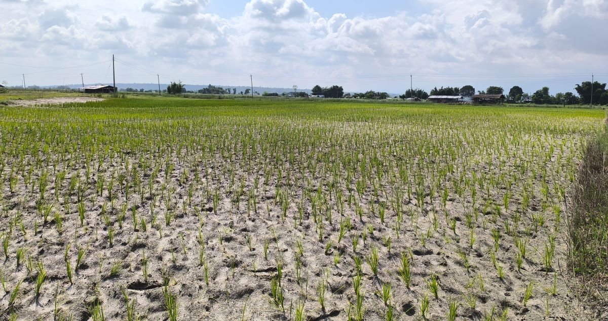 सुनसरीको बराहक्षेत्र नगरपालिका ६ र ९ मा पर्ने श्रीलंका टापुमा किसानले रोपेको धान पानी नपरेपछि घामले धानखेत सुक्दै। तस्बिरः संगीता राई/रासस