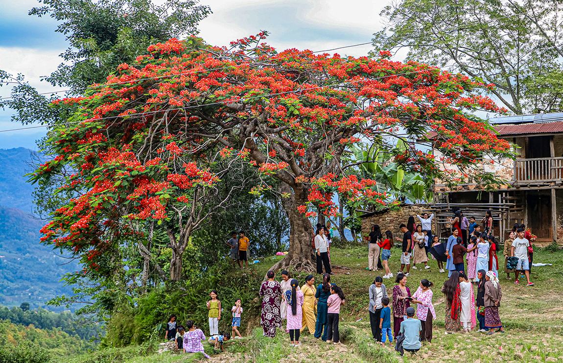 आजका तस्बिर- जेठ १७
