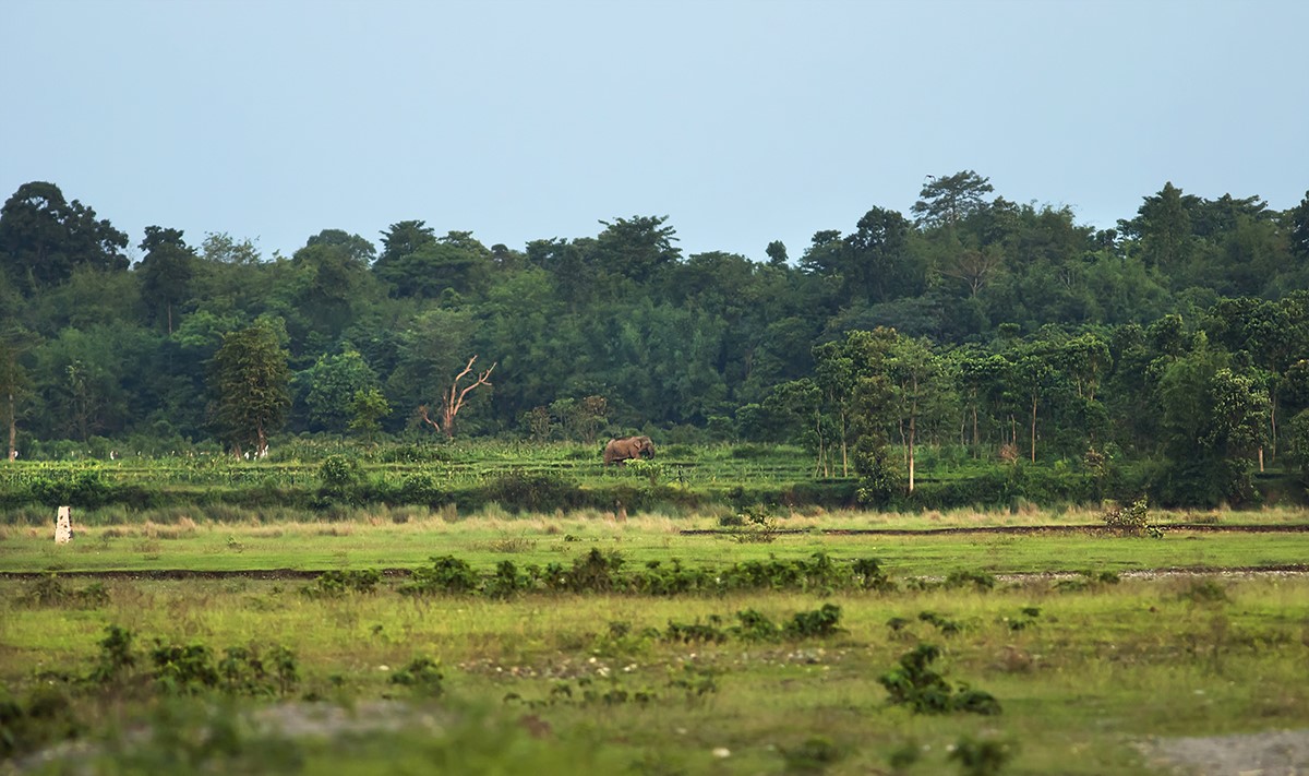 The-solitary-bull-is-grazing-inside-the-crop-field-of-Nepal.-1737804159.jpg