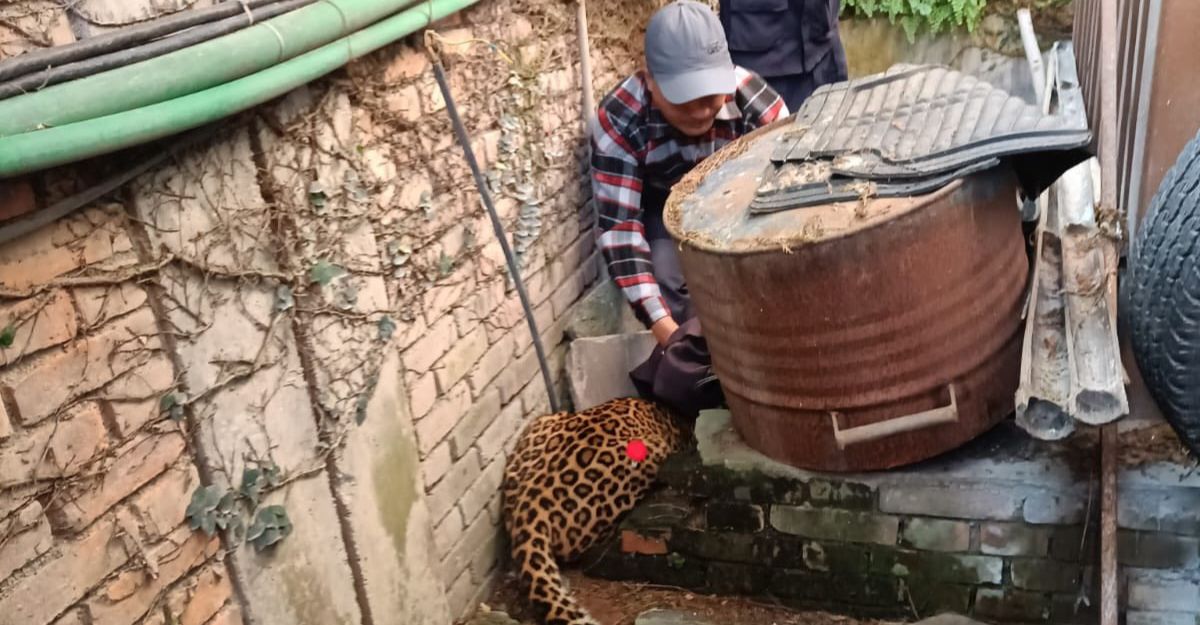 चितुवा उद्धार गर्दै गरेको तस्बिर