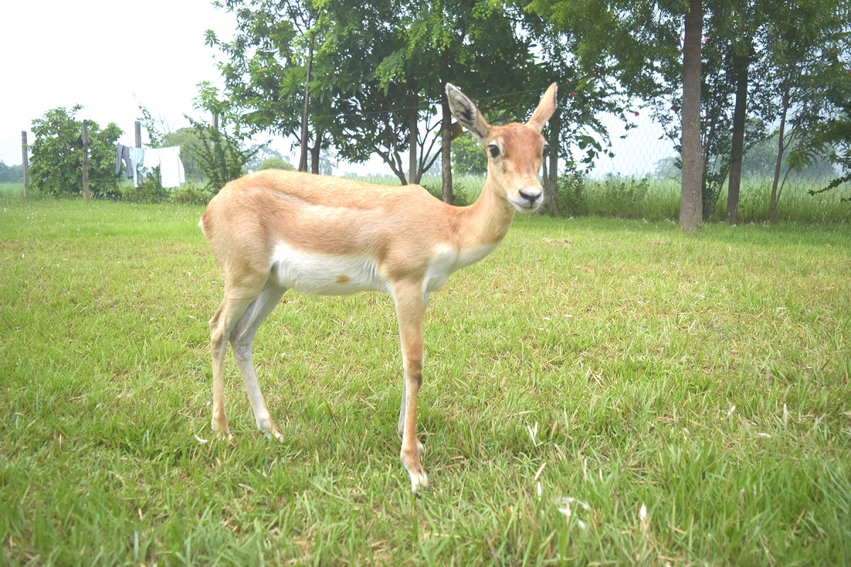 आजका तस्बिर: असार २