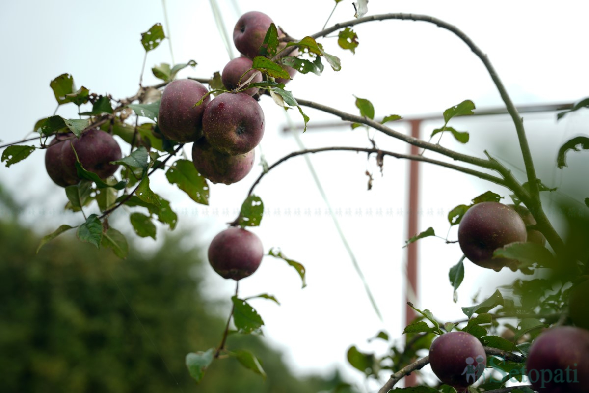 जहाँ पहिलो पटक फल्यो स्याउ (तस्बिरहरू)