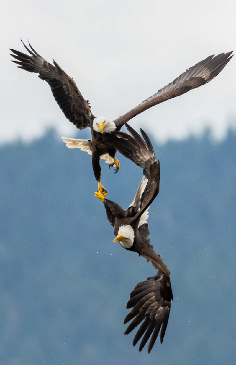 bald-eagle-1719074333.PNG