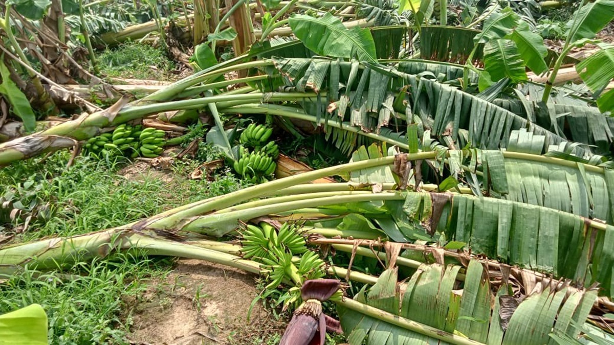 banana-farm-destroyed-2-1717341669.jpg