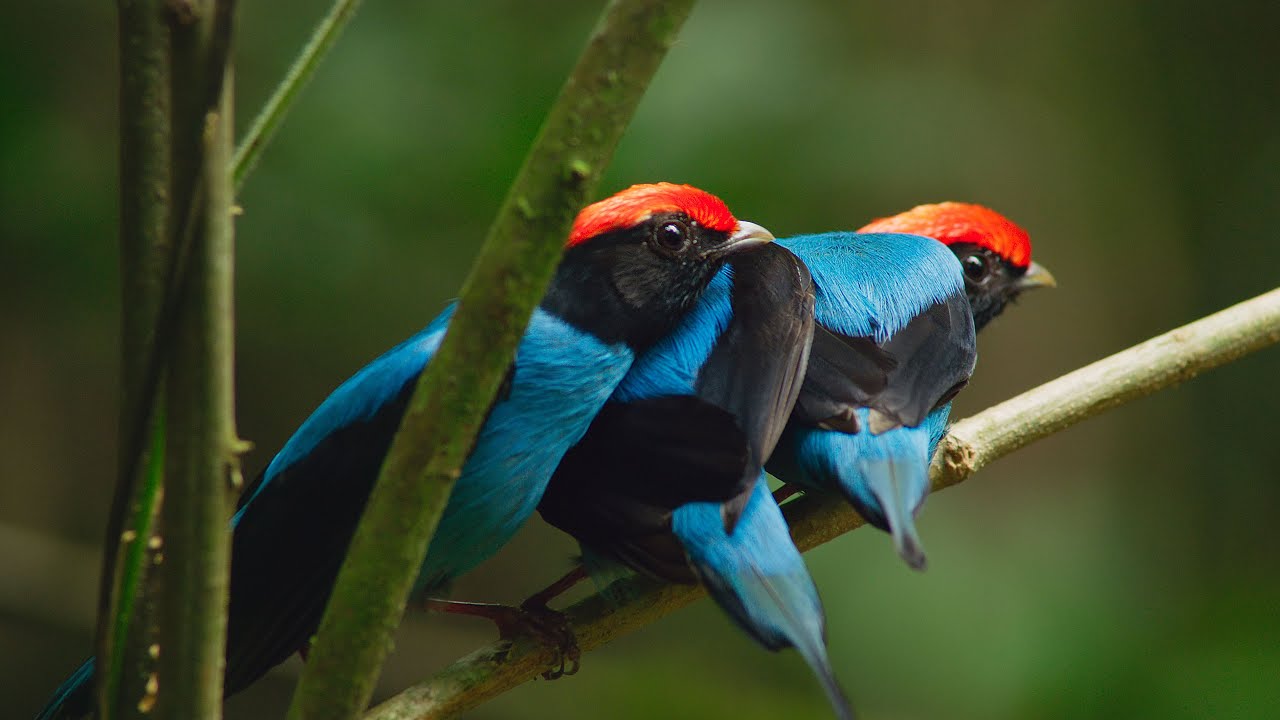 blue-manakins-1719073983.jpeg