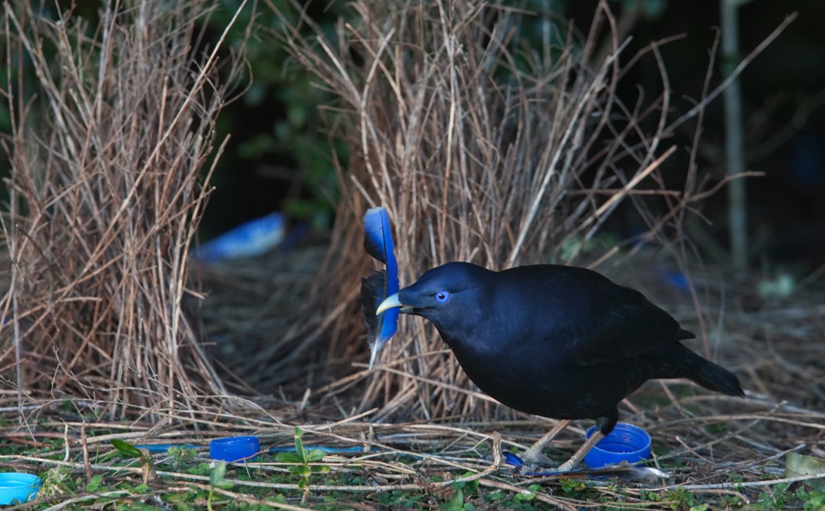 बावर चरा गुँड सजाउँदै