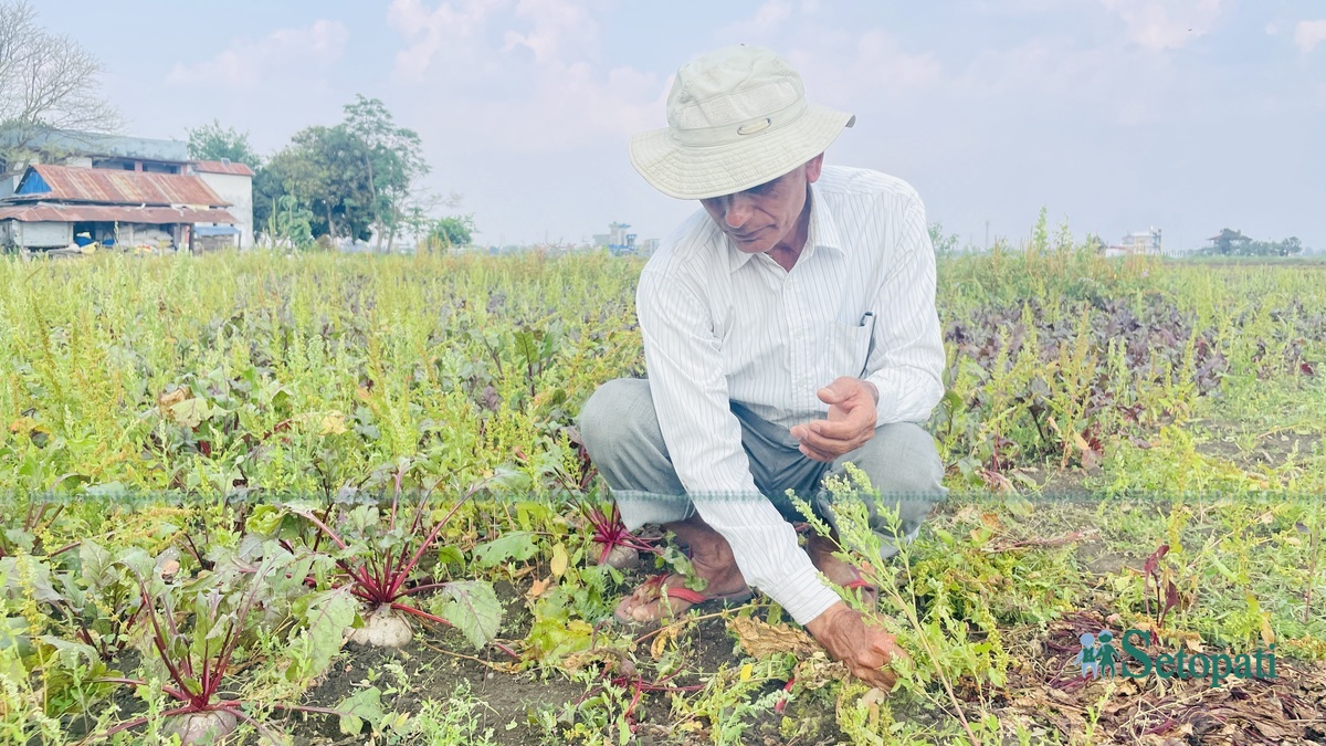 चन्द्रप्रसाद अधिकारी।