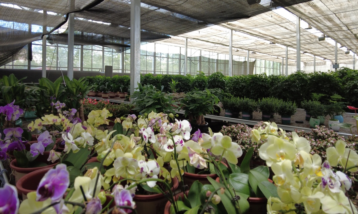 चीनको सिचाङ स्वायत्त क्षेत्र (तिब्बत) को आली प्रिफेक्चरको गार काउन्टीको एक नर्सरी। तस्बिरः चेतनाथ आचार्य