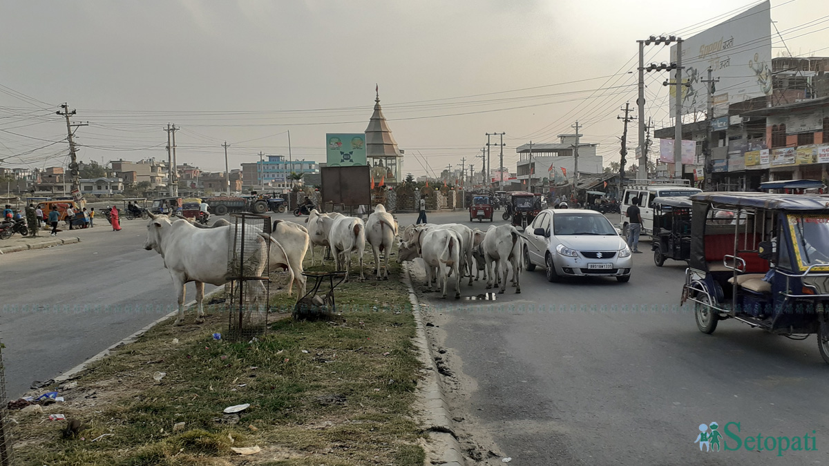 तस्बिरः  रोहित महतो/सेतोपाटी