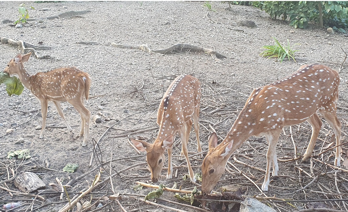 आजका तस्बिर- कात्तिक २०