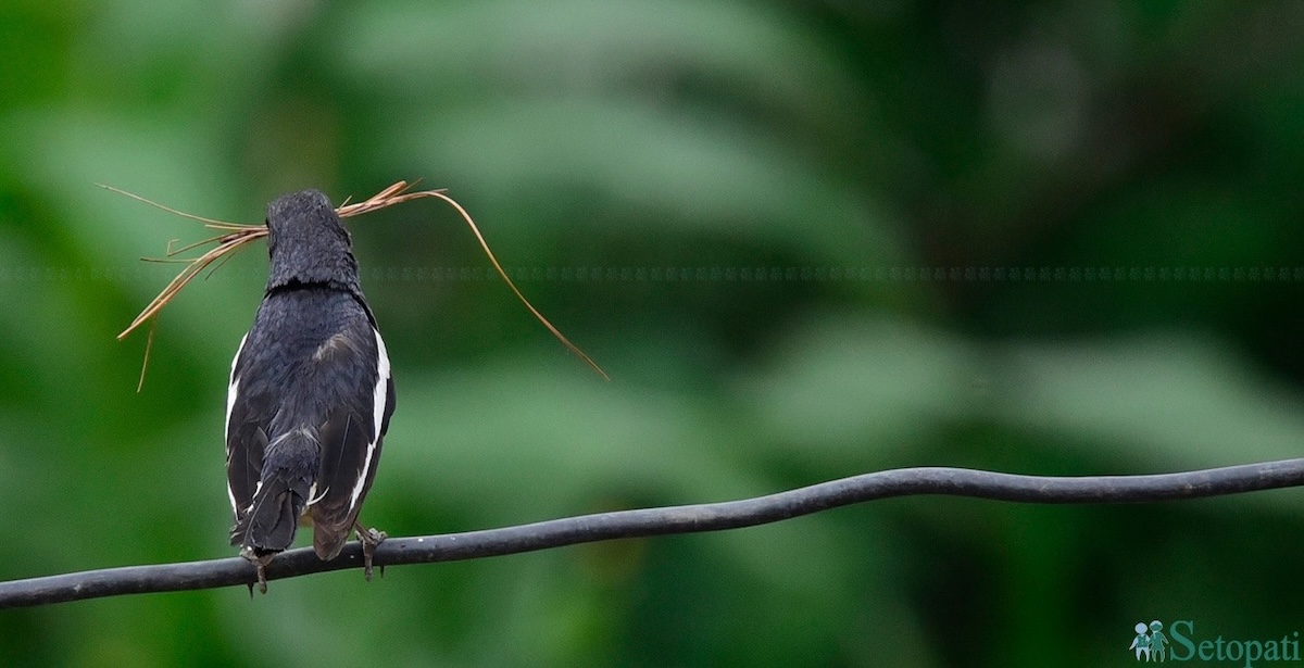 गुँड बनाउन परालको त्यान्द्रो च्यापेर तारमा बसिरहेको धोबिनी चरो। तस्बिरः नारायण महर्जन/सेतोपाटी