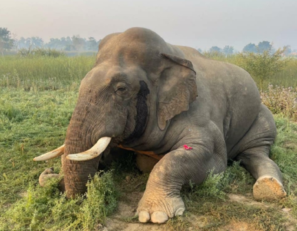 तस्बिर स्रोत: किरण रिजाल