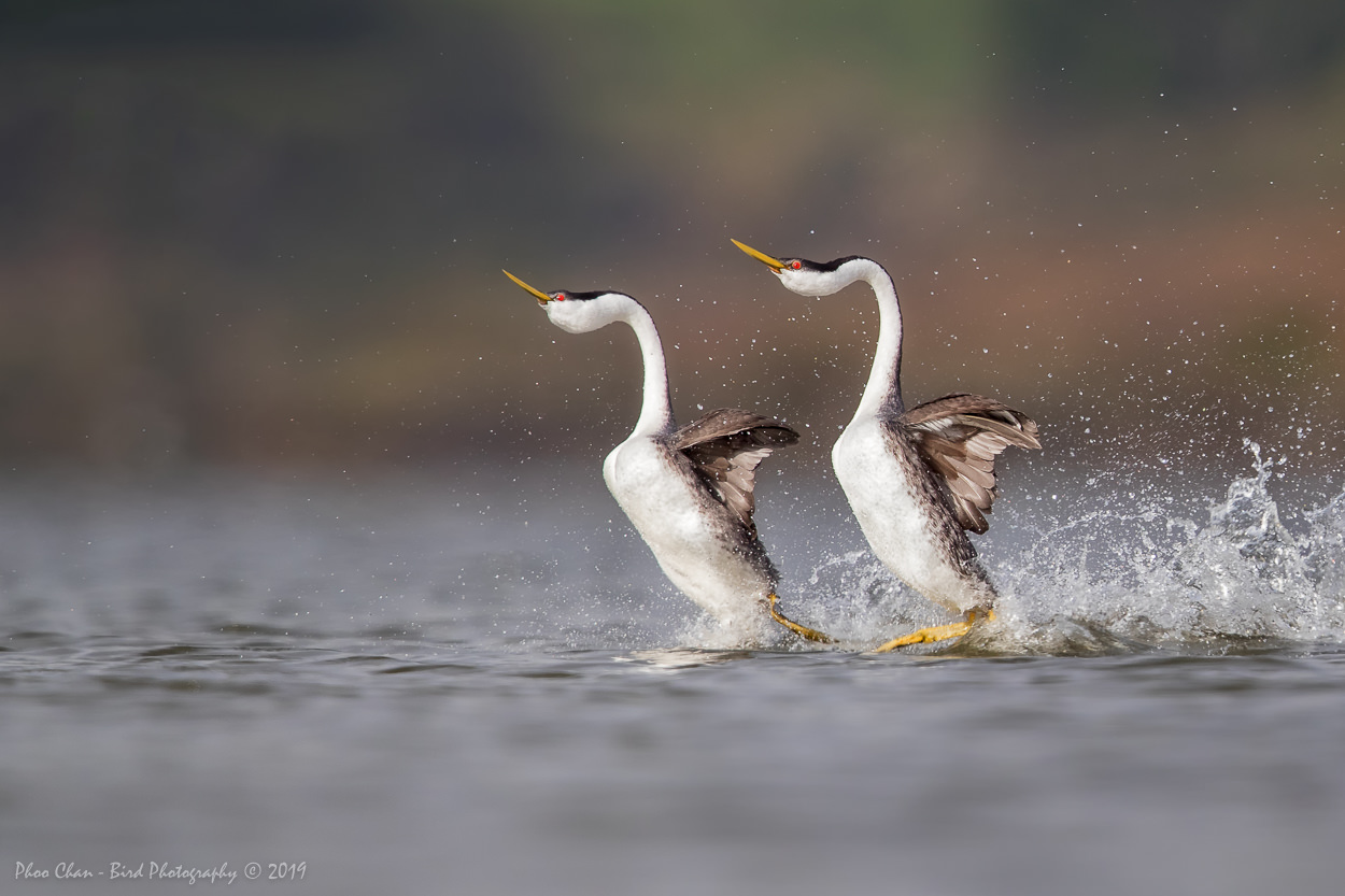 grebes-1719075842.jpeg