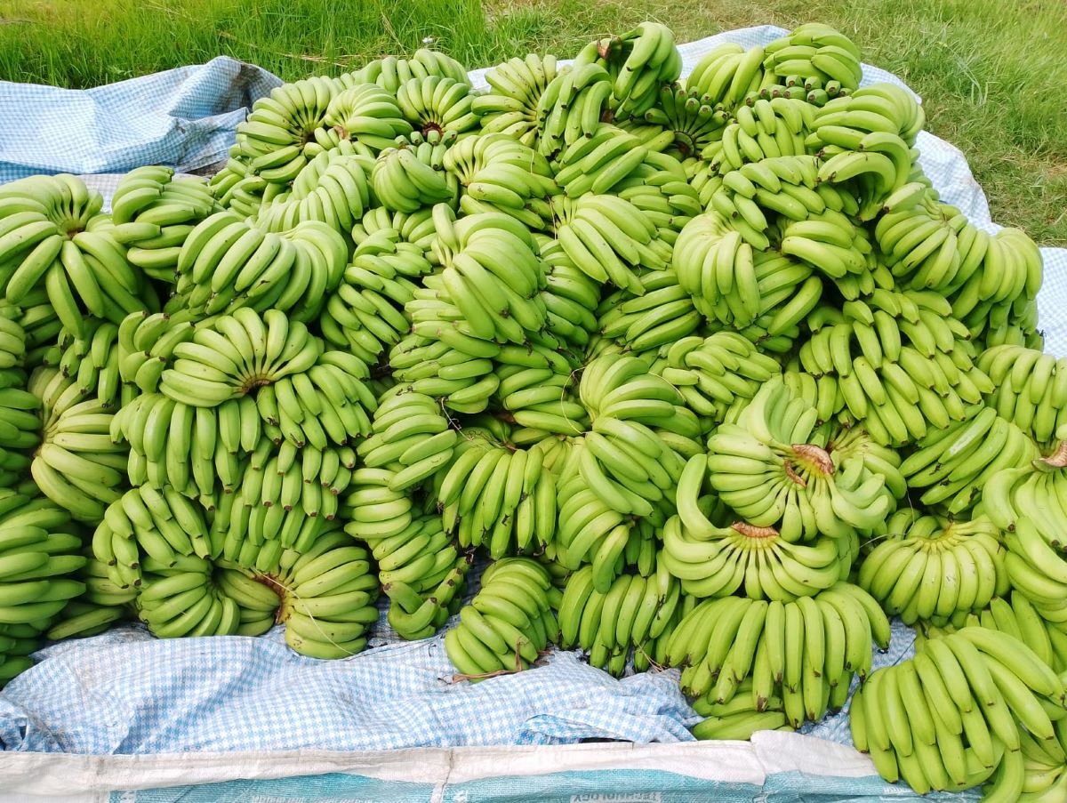 फाइल तस्बिर।