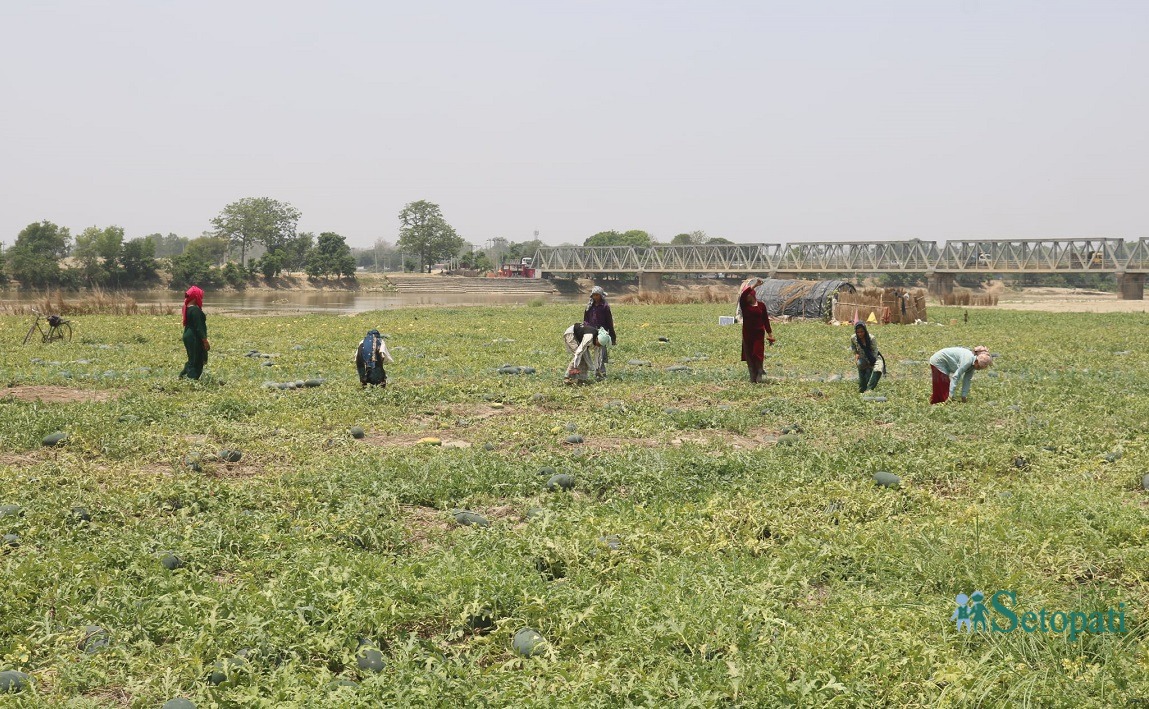 आजका तस्बिर: वैशाख २८