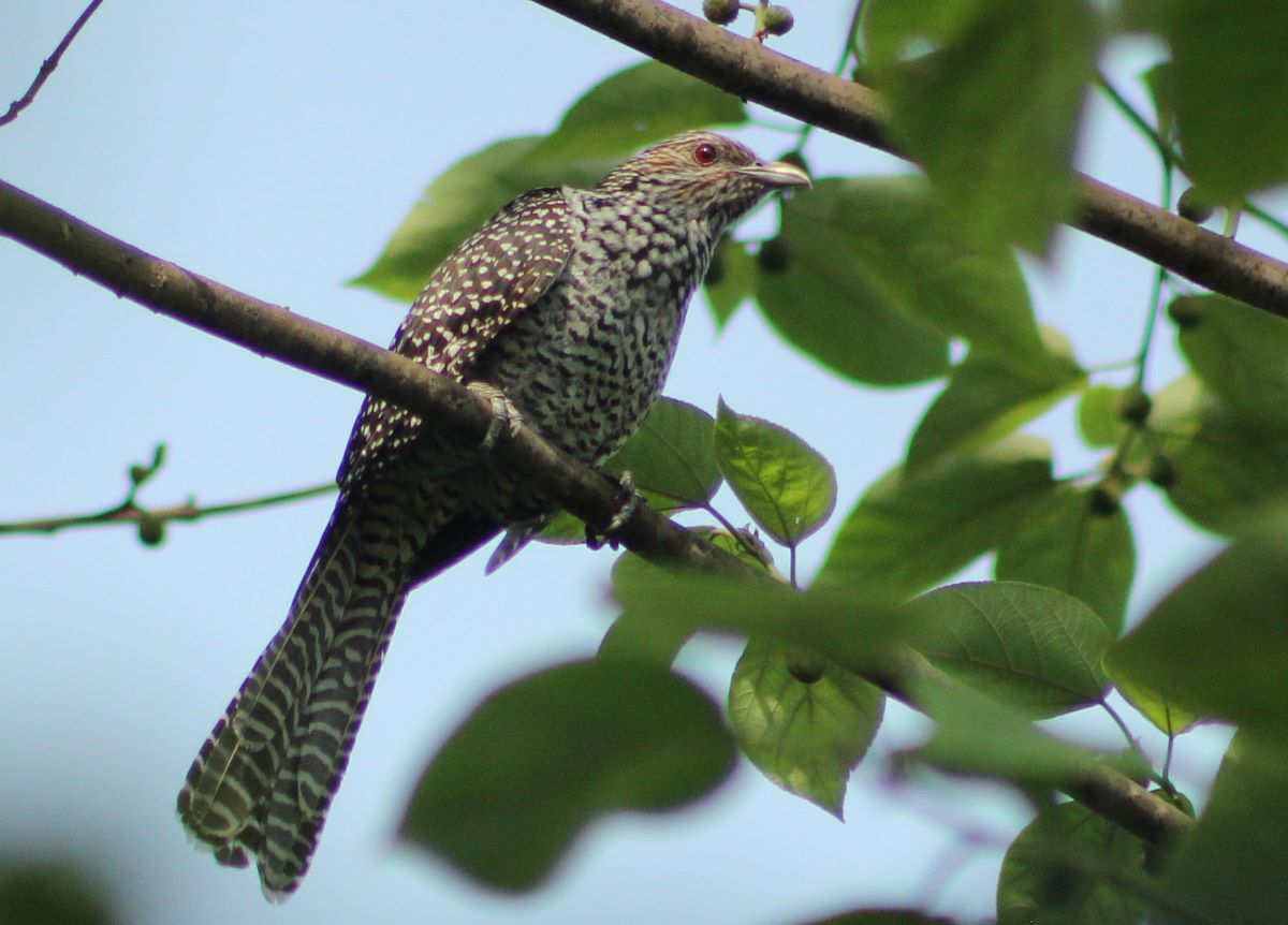आजका तस्बिर- वैशाख ७