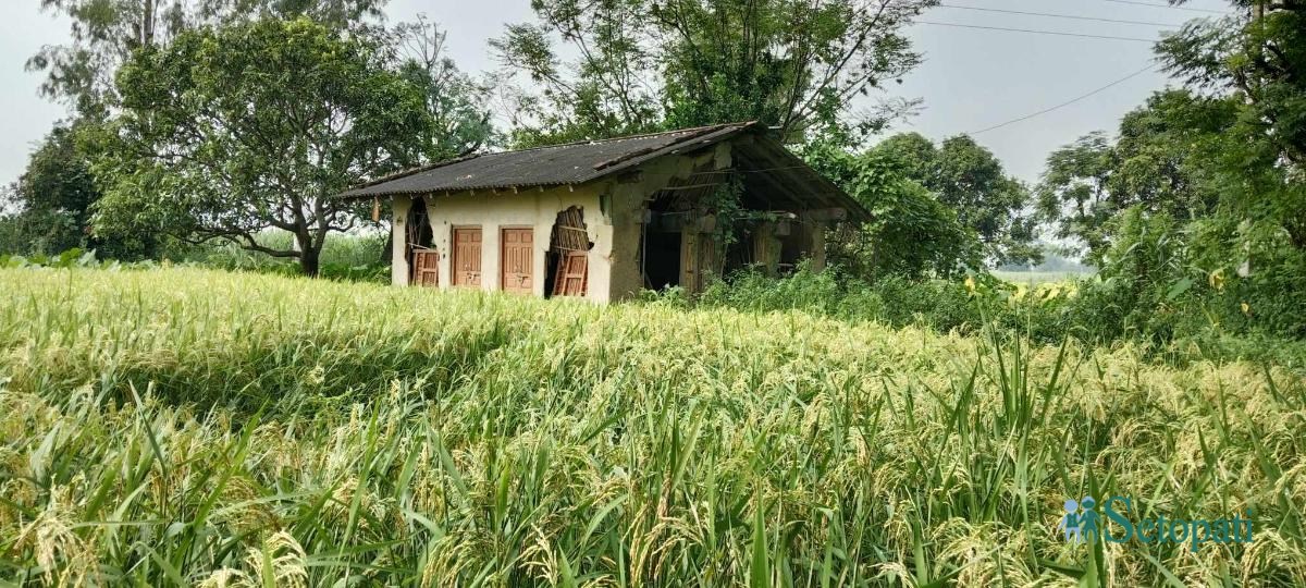 तस्बिर: सविता बुढा/सेतोपाटी।