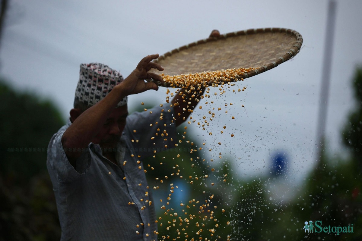 आजका तस्बिर- असार १३