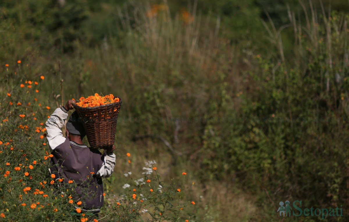 marigold-(4)-1730196074.jpg