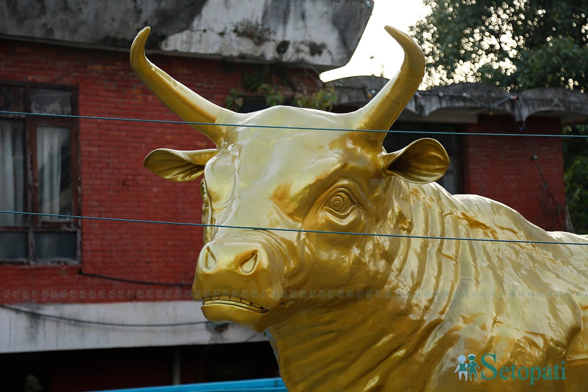 nepse-bull8-1729612559.jpg