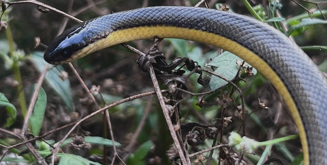 snake-(2)-1736247026.jpg