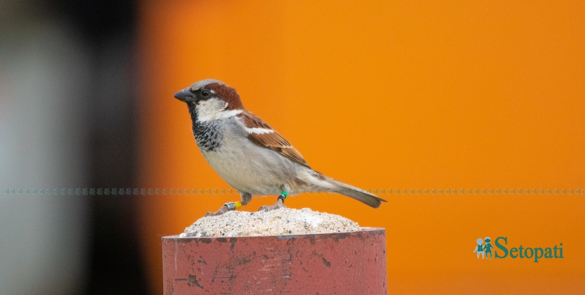 sparrow-article-anuj2-1742394530.jpg