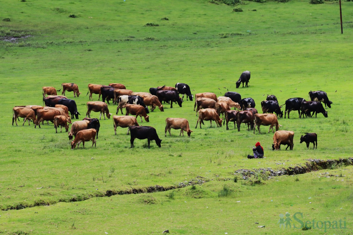 stone-park-dolakha-(7)-1723270805.jpg