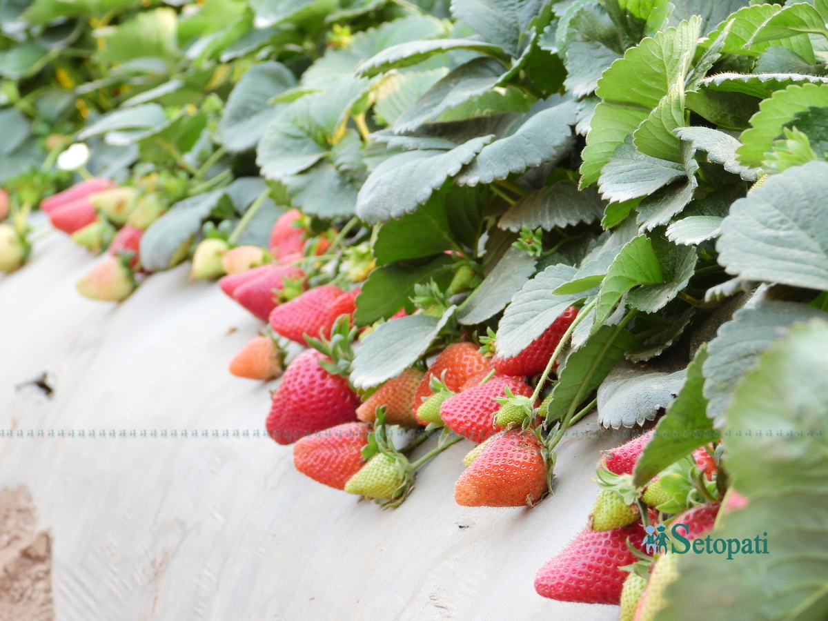 strawberry-farm1-1742378607.jpg