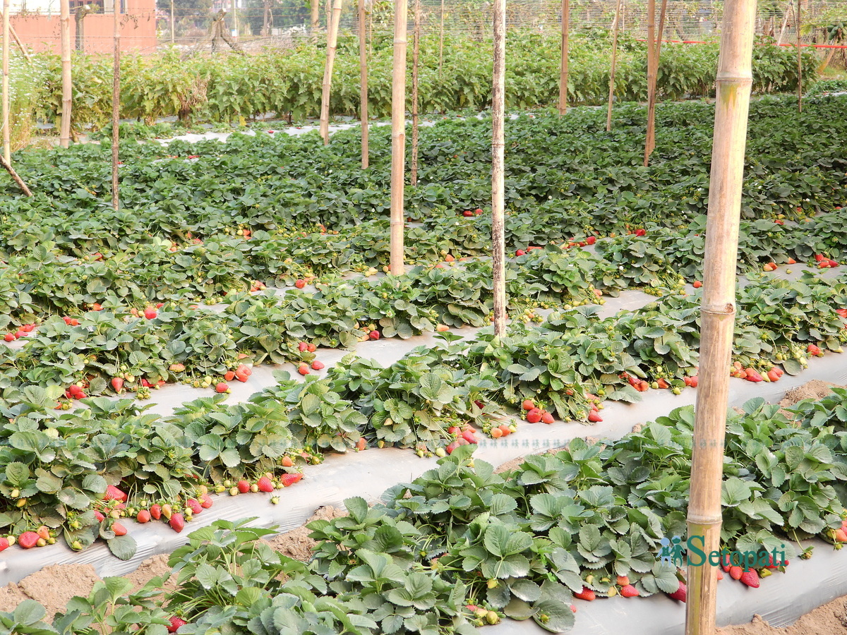 strawberry-farm2-1742378608.jpg