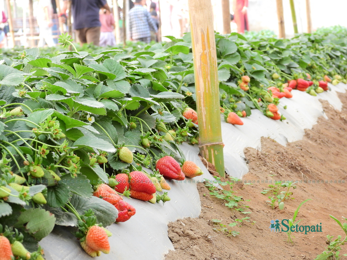 strawberry-farm4-1742378610.jpg