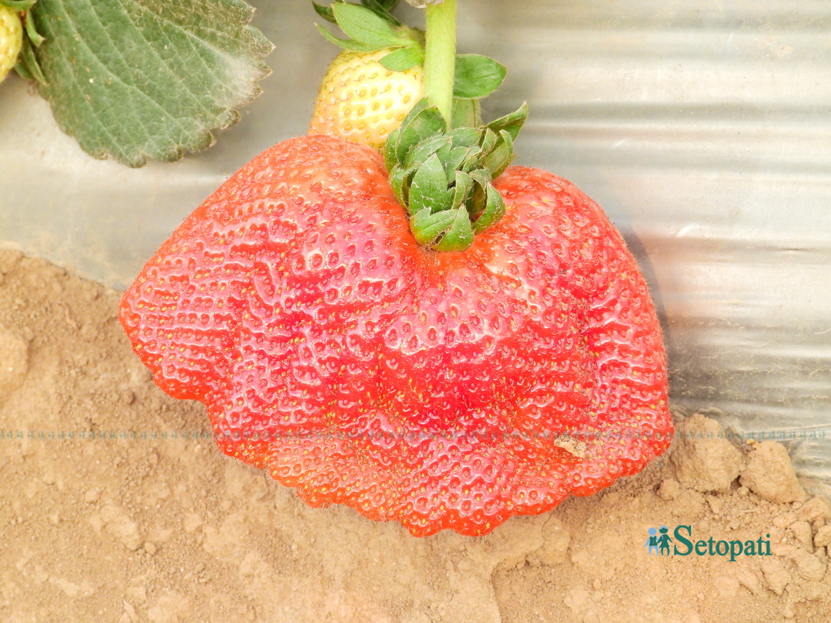 strawberry-farm5-1742378611.jpg