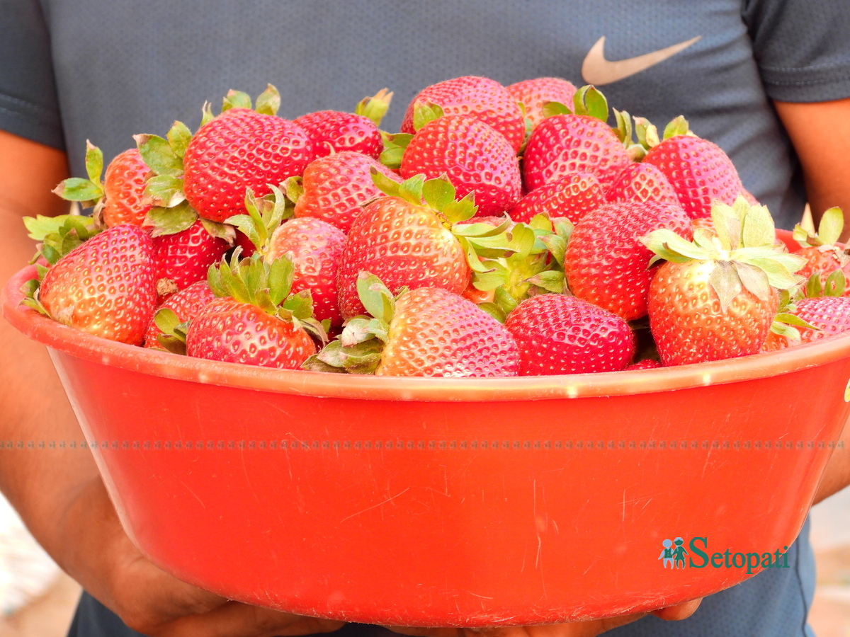 strawberry-farm8-1742378613.jpg