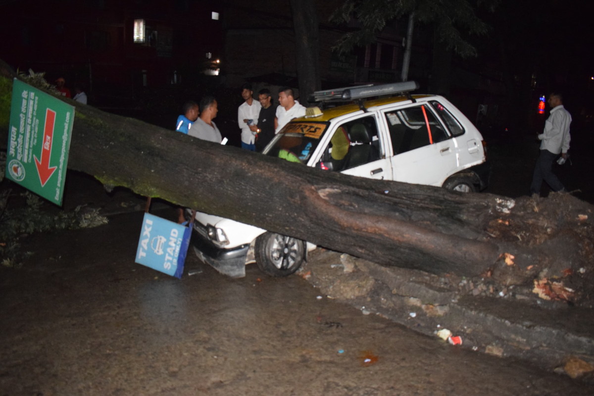 tree-cutting-taxi-(10)-1720326940.jpg