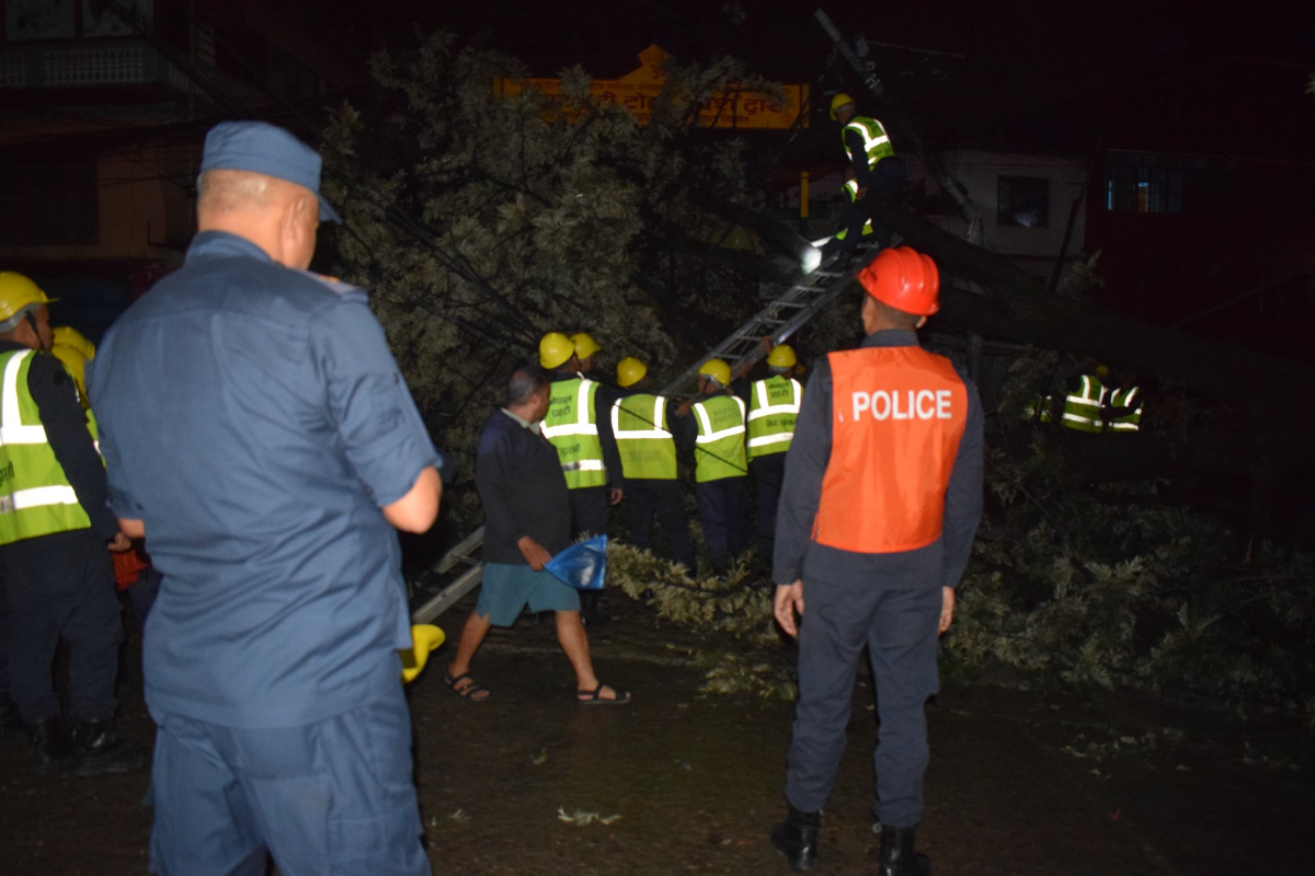 tree-cutting-taxi-(11)-1720326941.jpg