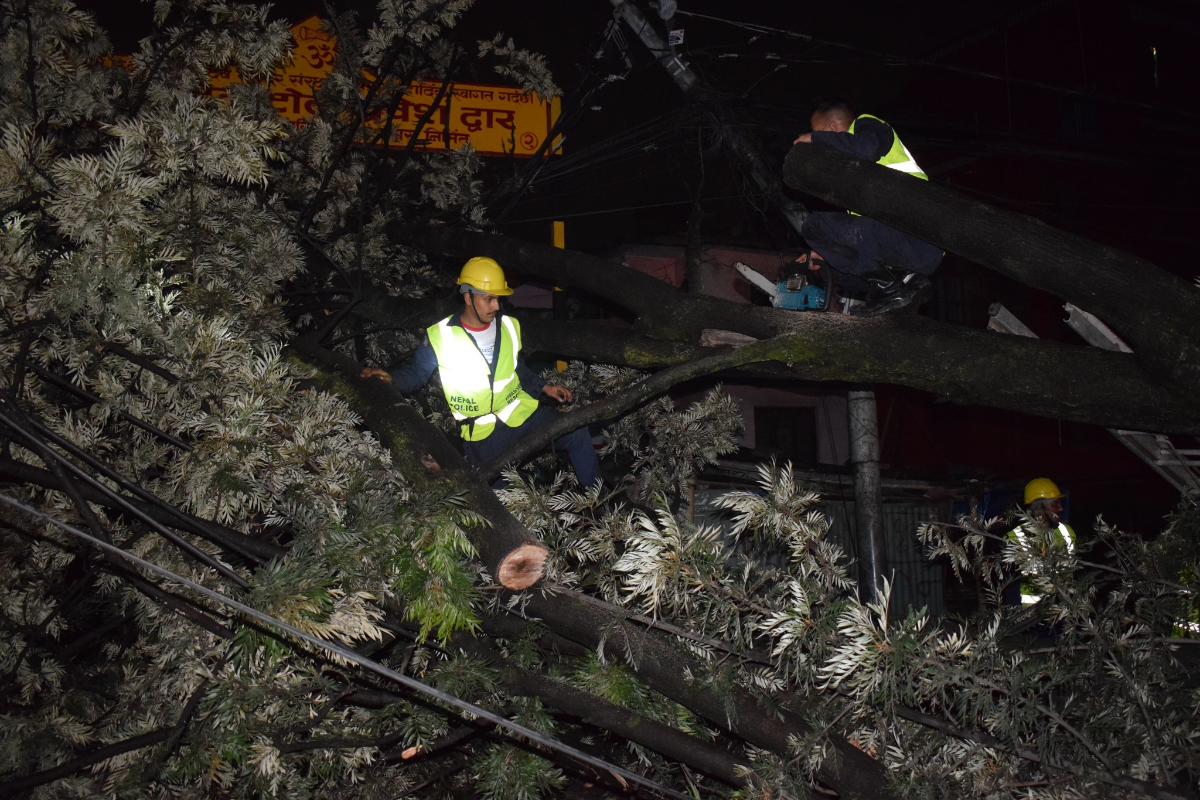 tree-cutting-taxi-(2)-1720326937.jpg